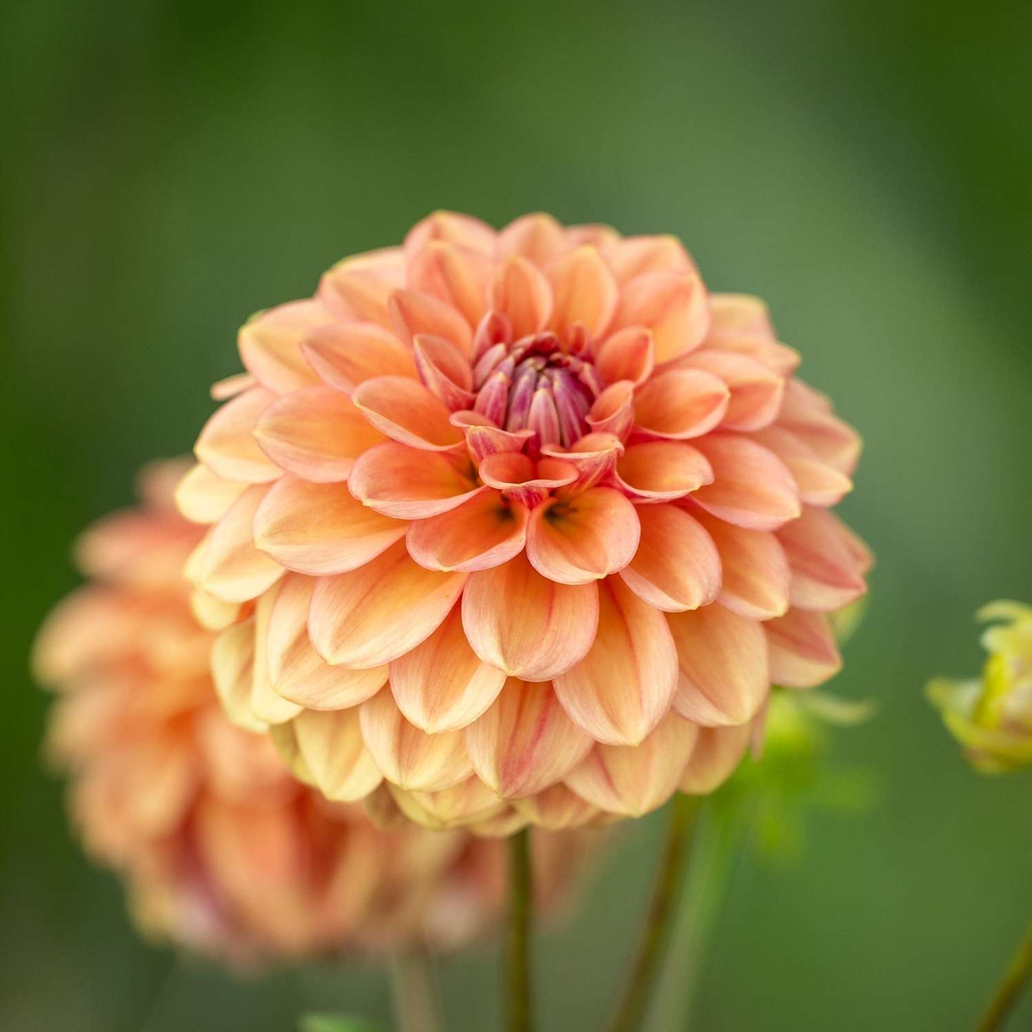 Dahlie 'Iced Tea'